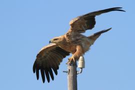 Orzeł sawannowy - Aquila rapax - Tawny Eagle