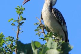 Toko namibijski - Tockus damarensis - Damara Hornbill