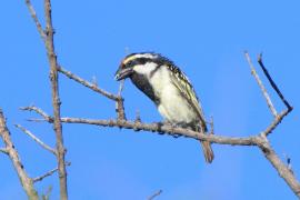 Głowaczek białolicy - Tricholaema leucomelas - Acacia Pied Barbet