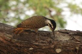 Dzięcioł sawannowy - Chloropicus namaquus - Bearded Woodpecker