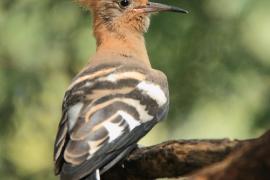 Dudek rdzawy - Upupa epops africana - African Hoopoe