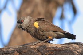 Afrykanka niebieskorzytna - Poicephalus rueppellii - Rüppell's Parrot