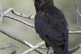 Wrona przylądkowa - Corvus capensis - Cape Crow