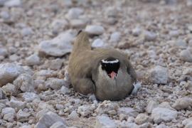 Czajka koroniasta - Vanellus coronatus - Crowned Lapwing