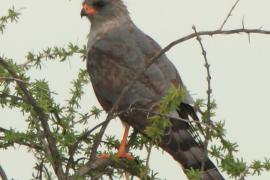 Jastrzębiak mały - Micronisus gabar - Gabar Goshawk