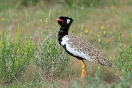 Dropik jasnoskrzydły - Afrotis afraoides - White-quilled Bustard