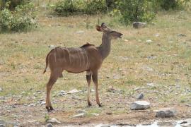 Kudu wielkie.