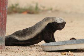 Ratel na kempingu.