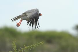 Jastrzębiak jasny - Melierax canorus - Pale Chanting Goshawk