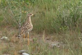 Kulon plamisty - Burhinus capensis - Spotted Thick-knee