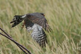 Krogulec szary - Accipiter ovampensis - Ovambo Sparrowhawk