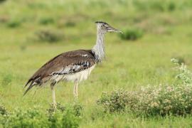 Drop olbrzymi - Ardeotis kori - Kori Bustard