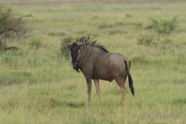 Antylopa gnu.