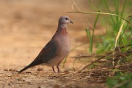 Synogarlica senegalska - Streptopelia senegalensis - Laughing Dove