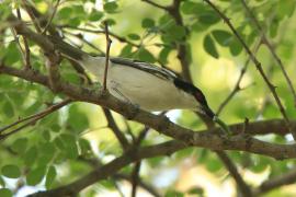 Turniurzyk srokaty - Dryoscopus cubla - Black-backed Puffback