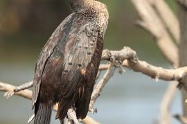 Kormoran etiopski - Microcarbo africanus - Long-tailed Cormorant