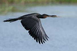 Wężówka afrykańska - Anhinga rufa - African Darter