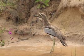 Kulon nadwodny - Burhinus vermiculatus - Water Thick-knee