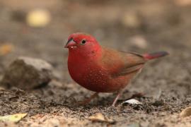 Amarantka czerwonodzioba - Lagonosticta senegala - Red-billed Firefinch