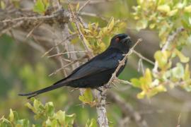 Dziwogon żałobny - Dicrurus adsimilis - Fork-tailed Drongo