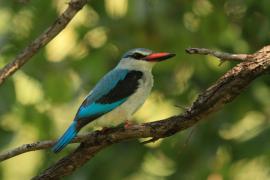 Łowiec jasny - Halcyon senegalensis - Woodland Kingfisher