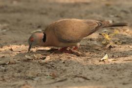 Synogarlica okularowa - Streptopelia decipiens - African Mourning Dove