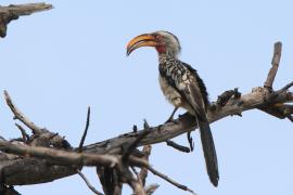 Toko czerwonolicy - Tockus leucomelas - Southern Yellow-billed Hornbill