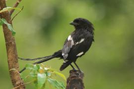 Dzierzba srokata - Lanius melanoleucus - Magpie Shrike