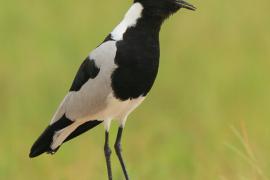 Czajka srokata - Vanellus armatus - Blacksmith Lapwing