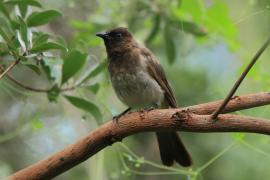 Bilbil okopcony - Pycnonotus tricolor - Dark-capped Bulbul