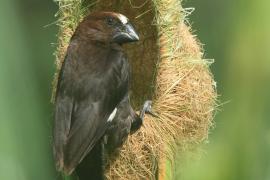 Brunatniczka - Amblyospiza albifrons - Grosbeak Weaver