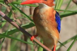 Zimorodek malachitowy - Corythornis cristatus  - African Malachite Kingfisher