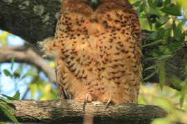 Rybiarka duża - Scotopelia peli - Pel's Fishing Owl