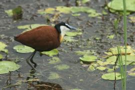 Długoszpon afrykański - Actophilornis africanus - African Jacana