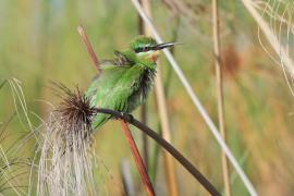 Żołna modrolica - Merops persicus - Blue-cheeked Bee-eater