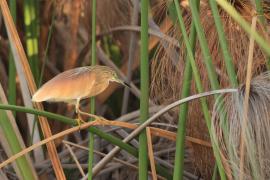 Czapla modronosa - Ardeola ralloides - Squacco Heron