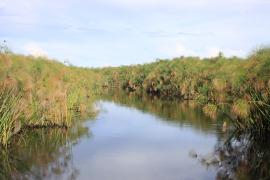 Okawango.