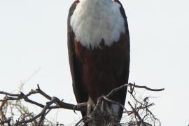 Bielik afrykański - Haliaeetus vocifer - African Fish Eagle