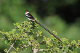 Wdówka białobrzucha - Vidua macroura - Pin-tailed Whydah