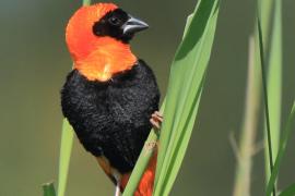 Wikłacz ognisty - Euplectes orix - Southern Red Bishop