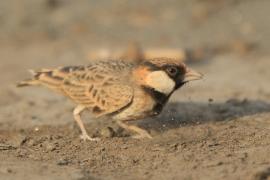 Łuskogłowik czarnobrody - Sporopipes squamifrons - Scaly-fronted Weaver