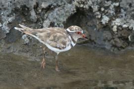 Sieweczka śniada - Charadrius tricollaris - Three-banded Plover