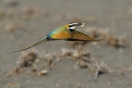 Żołna białogardła - Merops albicollis - White-throated Bee-eater