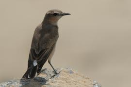 Białorzytka płowa - Oenanthe isabellina - Isabelline Wheatear