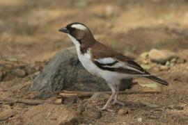 Dziergacz białobrewy - Plocepasser mahali - White-browed Sparrow-Weaver