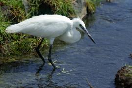 Czapla nadobna - Egretta garzetta - Little Egret