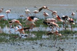 Flaming mały - Phoeniconaias minor - Lesser Flamingo