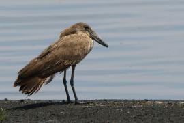 Waruga - Scopus umbretta - Hamerkop