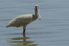 Warzęcha czerwonolica - Platalea alba - African Spoonbill