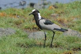 Czajka srokata - Vanellus armatus - Blacksmith Lapwing